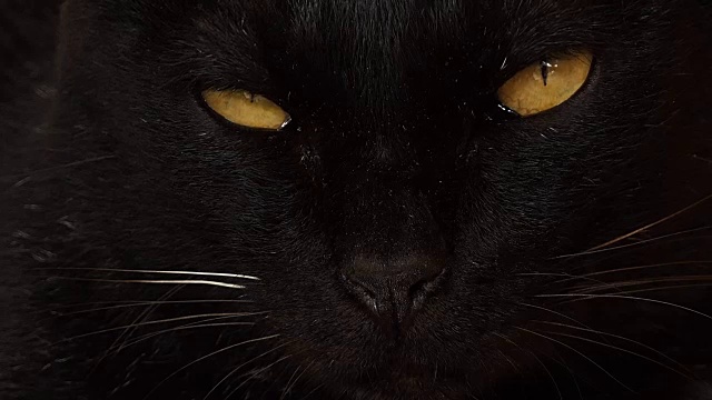 黑色的猫视频下载