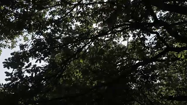 阳光在树枝间闪烁视频素材