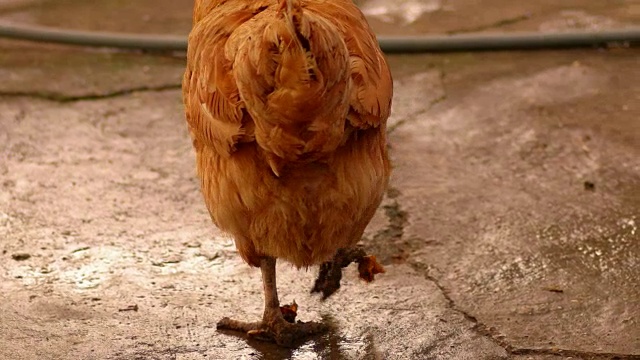 棕色的鸡，脏腿在水泥地上走视频素材