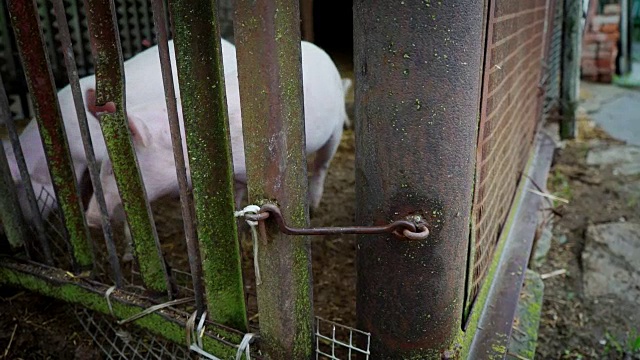 两只白色的小小猪在猪圈里，小猪在铁栅栏后面，小猪把鼻子插在他的铁棒之间，动物们都被一个铁钩关在猪圈里面视频下载