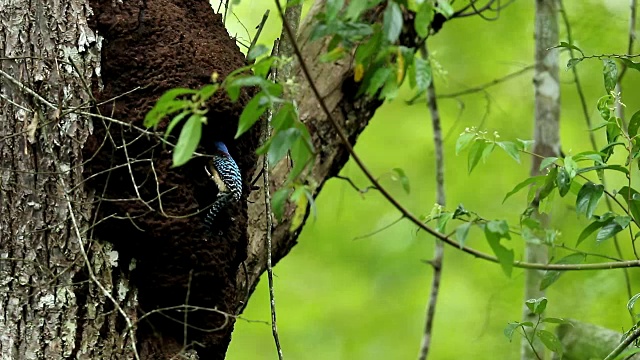 大自然中的翠鸟(雄性)，妈妈在喂幼鸟，慢镜头视频下载