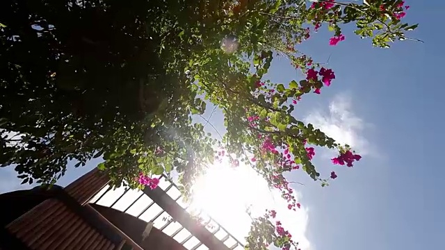 鹤在树叶上拍摄的阳光视频下载