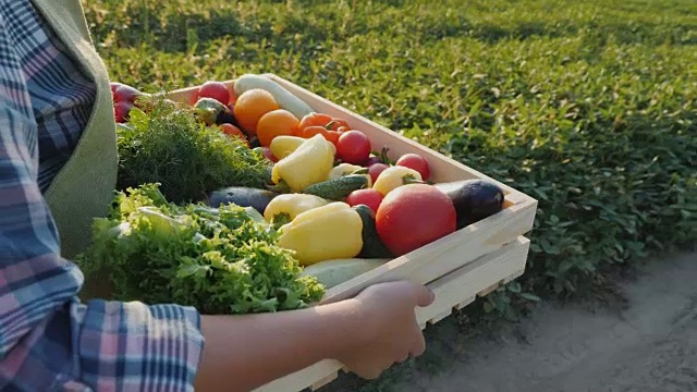 农夫带着一个装着蔬菜和绿叶蔬菜的盒子沿着他的田地走视频素材