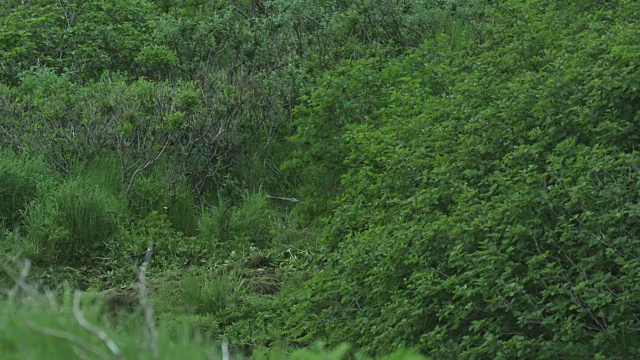 2011年，阿拉斯加麦克尼尔河狩猎区，灌木丛中隐藏的熊在吃树叶视频素材