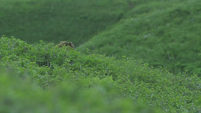 2011年，阿拉斯加麦克尼尔河猎场，棕熊的头在树叶上可见视频素材