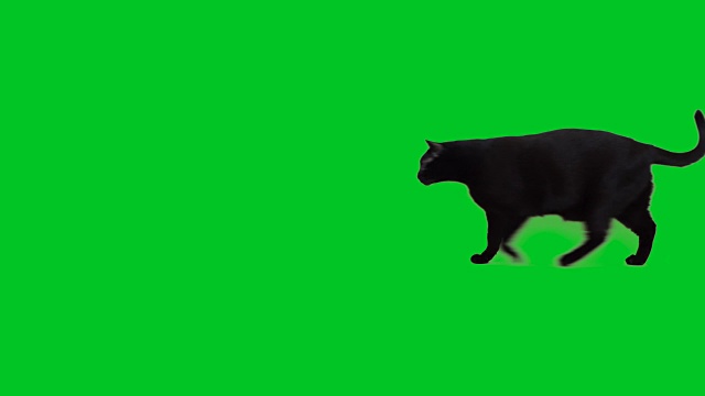 4k黑猫在绿色屏幕上行走视频素材