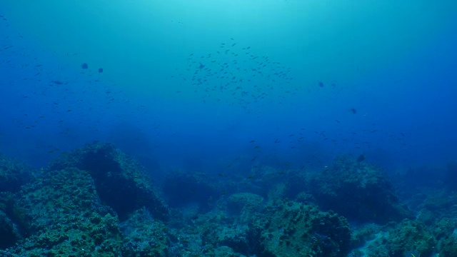 加拉帕戈斯鲨鱼和双髻鲨在珊瑚礁中游泳视频下载