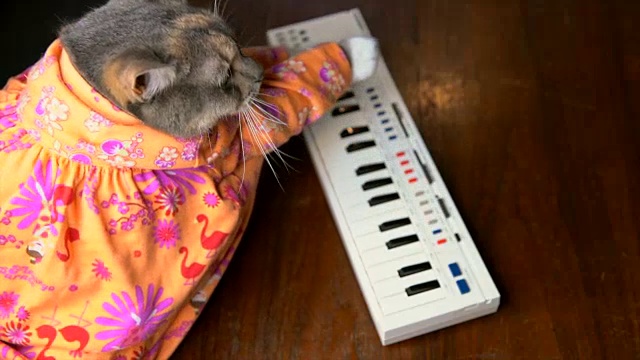 慢镜头猫在彩色衬衫打键盘钢琴视频素材