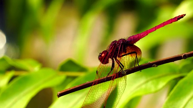红色的蜻蜓特写野生动物，大眼睛是五颜六色的，绿色的背景在花园里。视频素材