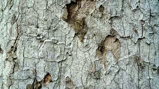 老木大树纹理，木纹背景。视频素材