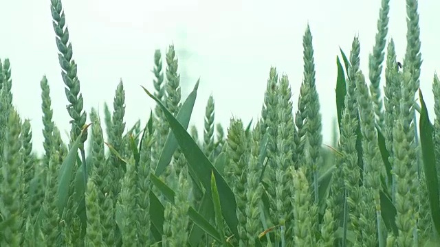 在耕地的绿色小麦谷物视频素材
