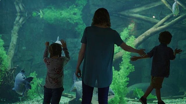 母亲和孩子靠在玻璃上在水族馆看鱼的后视图/德雷柏，美国犹他州视频素材