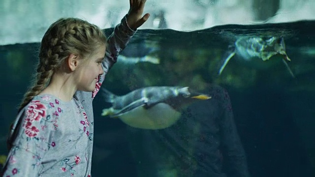 美国犹他州德雷柏水族馆，女孩倚靠在玻璃上观看企鹅游泳视频素材