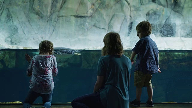 母亲和孩子靠在玻璃上看企鹅水族馆的后视图/德雷柏，犹他州，美国视频素材