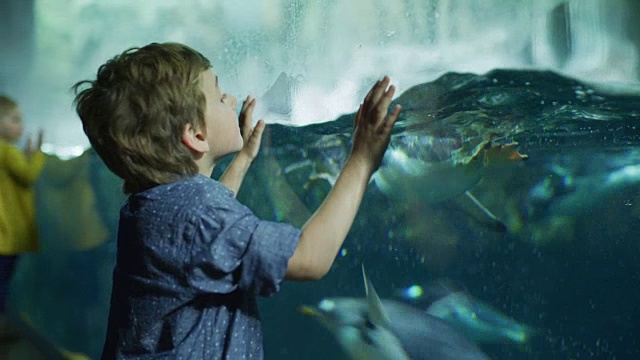 美国犹他州德雷柏水族馆，男孩倚靠在玻璃上观看企鹅游泳视频素材