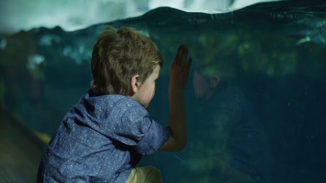 美国犹他州德雷柏水族馆，男孩倚靠在玻璃上观看企鹅游泳视频素材