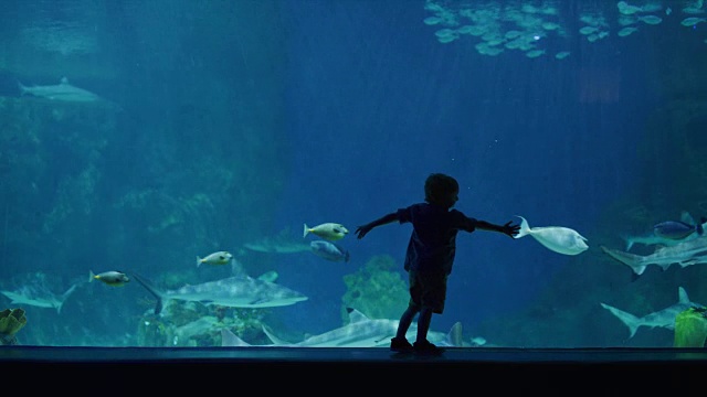 男孩在水族馆里观看鲨鱼和鱼儿游泳的剪影/美国犹他州德雷珀视频素材