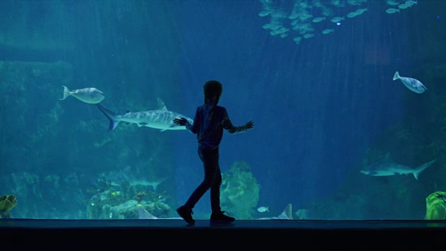 女孩的剪影在水族馆看鲨鱼和鱼游泳/德雷柏，犹他州，美国视频素材