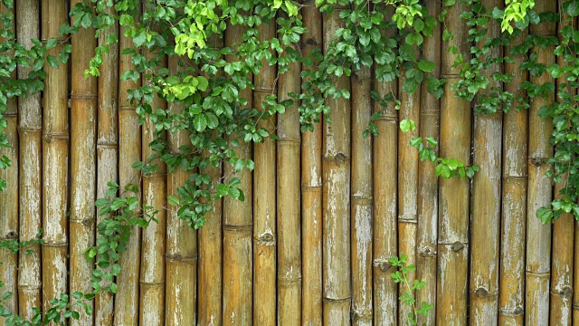 竹篱笆的背景。视频下载