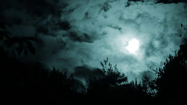 晚上的月亮和树视频下载