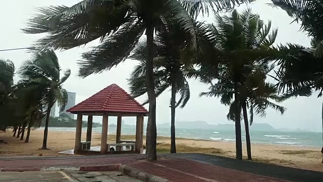 暴风雨在沙滩上吹着摇摆的椰子树视频下载
