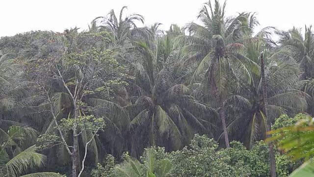 泰国帕岸岛，热带风和雨落在绿色的棕榈树叶子上视频下载