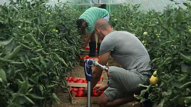 番茄农场的工作日视频下载