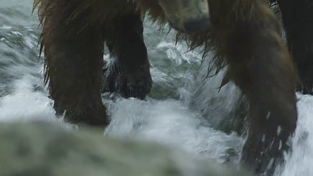 2011年，阿拉斯加麦克尼尔河猎场，洪水从熊的爪子上喷涌而过视频素材