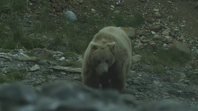 2011年，阿拉斯加麦克尼尔河猎场，一只熊在风中沿着海滩散步视频素材