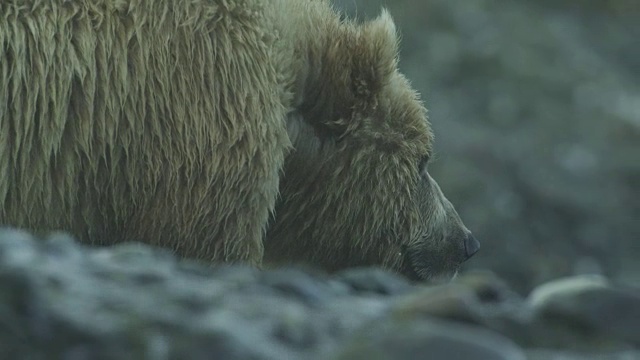 2011年，阿拉斯加麦克尼尔河猎场，加州熊的头部视频素材