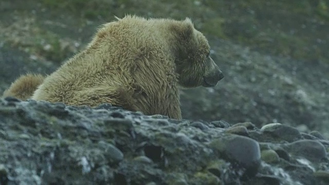 2011年，阿拉斯加，麦克尼尔河猎场视频素材
