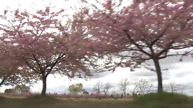 日本冈山盛开的河祖樱视频素材