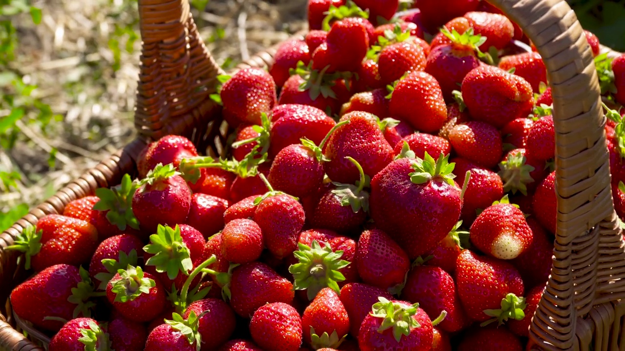 甜美多汁的草莓柳条篮视频素材
