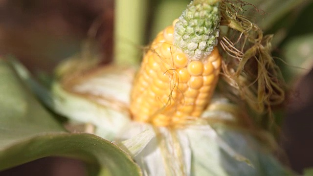 德国玉米丰收视频下载