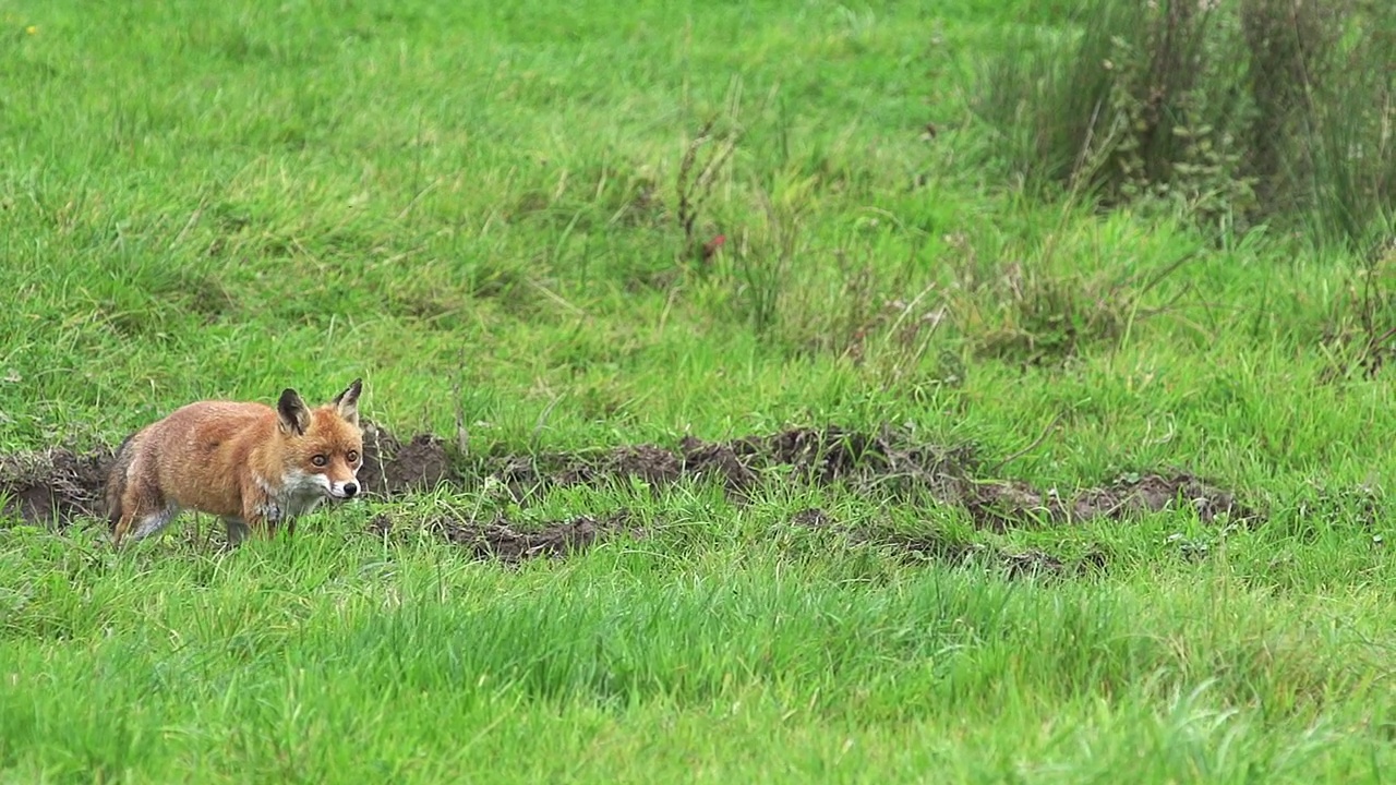 赤狐，秃鹫，成年秃鹫在草地上奔跑，法国诺曼底，慢动作视频素材