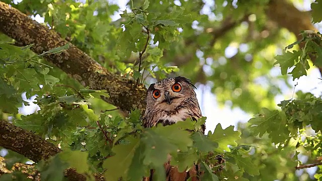 欧洲雕鸮，asio otus，成年站在树上，法国诺曼底，实时报道视频下载