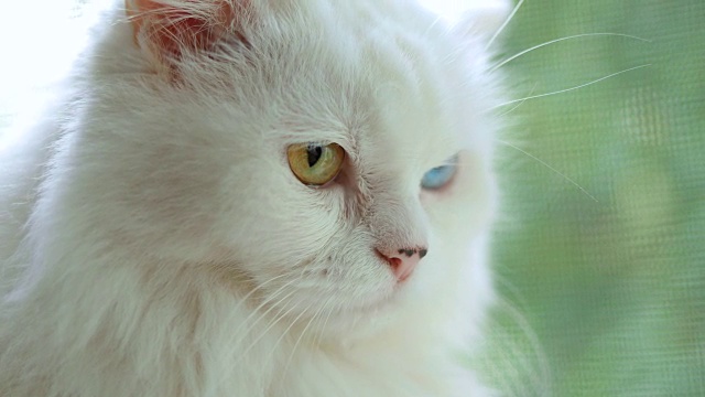 完全异色的家猫。一只长着不同颜色眼睛的白猫坐在窗边。视频素材