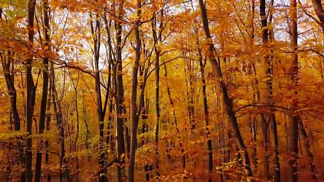 秋天的森林里起飞飞行。视频素材