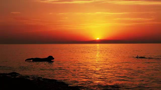希腊，海上的红色日落和一只狗的剪影视频素材