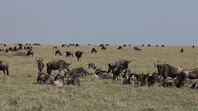 蓝色角马，牛羚，牛群在迁徙期间躺在稀树草原上，肯尼亚马赛马拉公园，实时视频素材