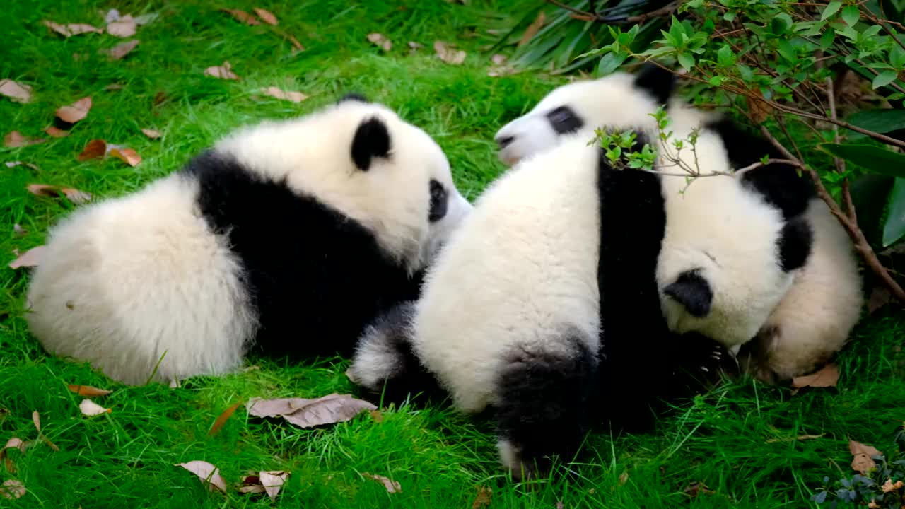 大熊猫幼崽在树上视频下载