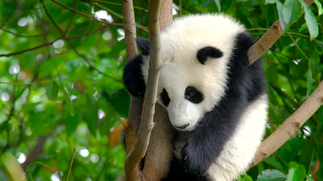 大熊猫幼崽在树上视频素材