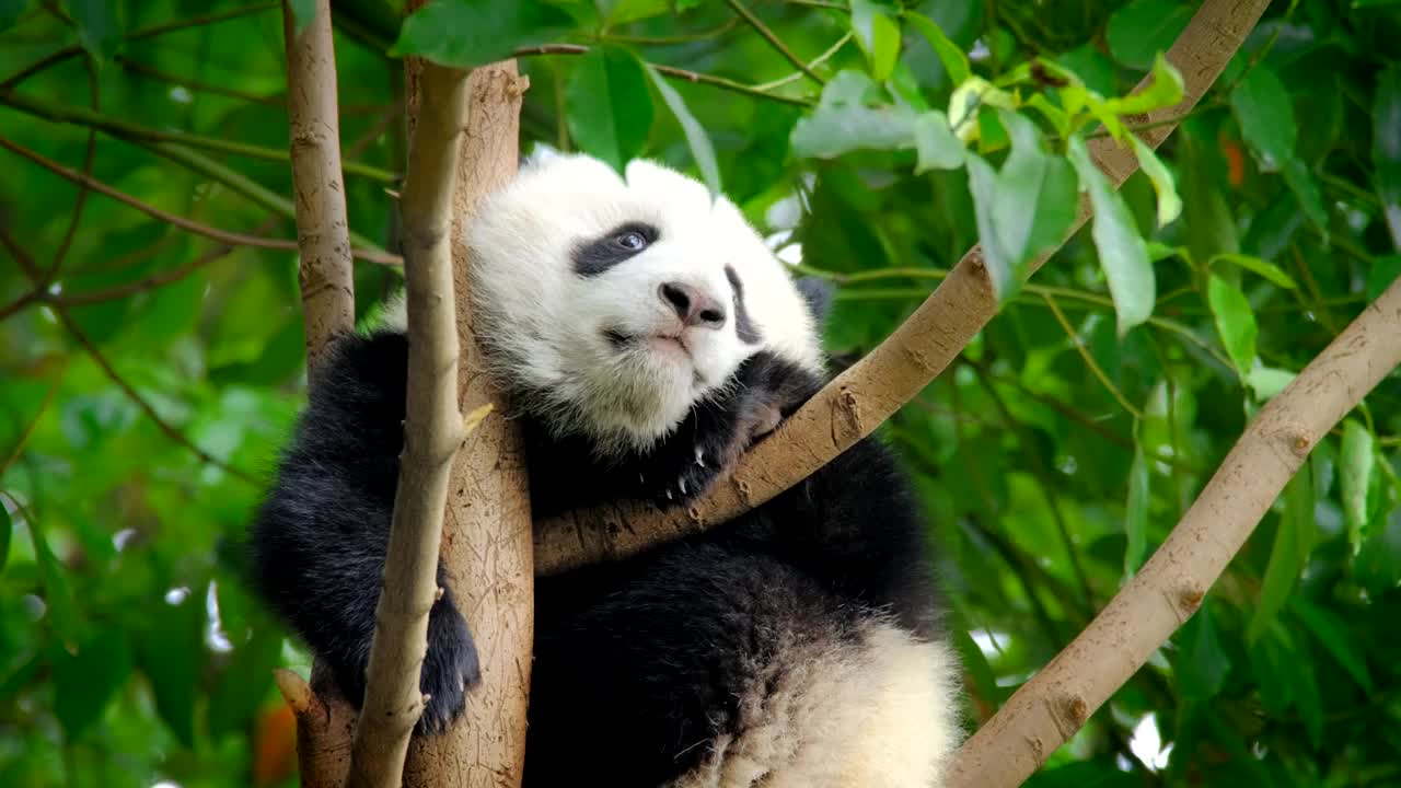 树上的大熊猫幼崽视频下载
