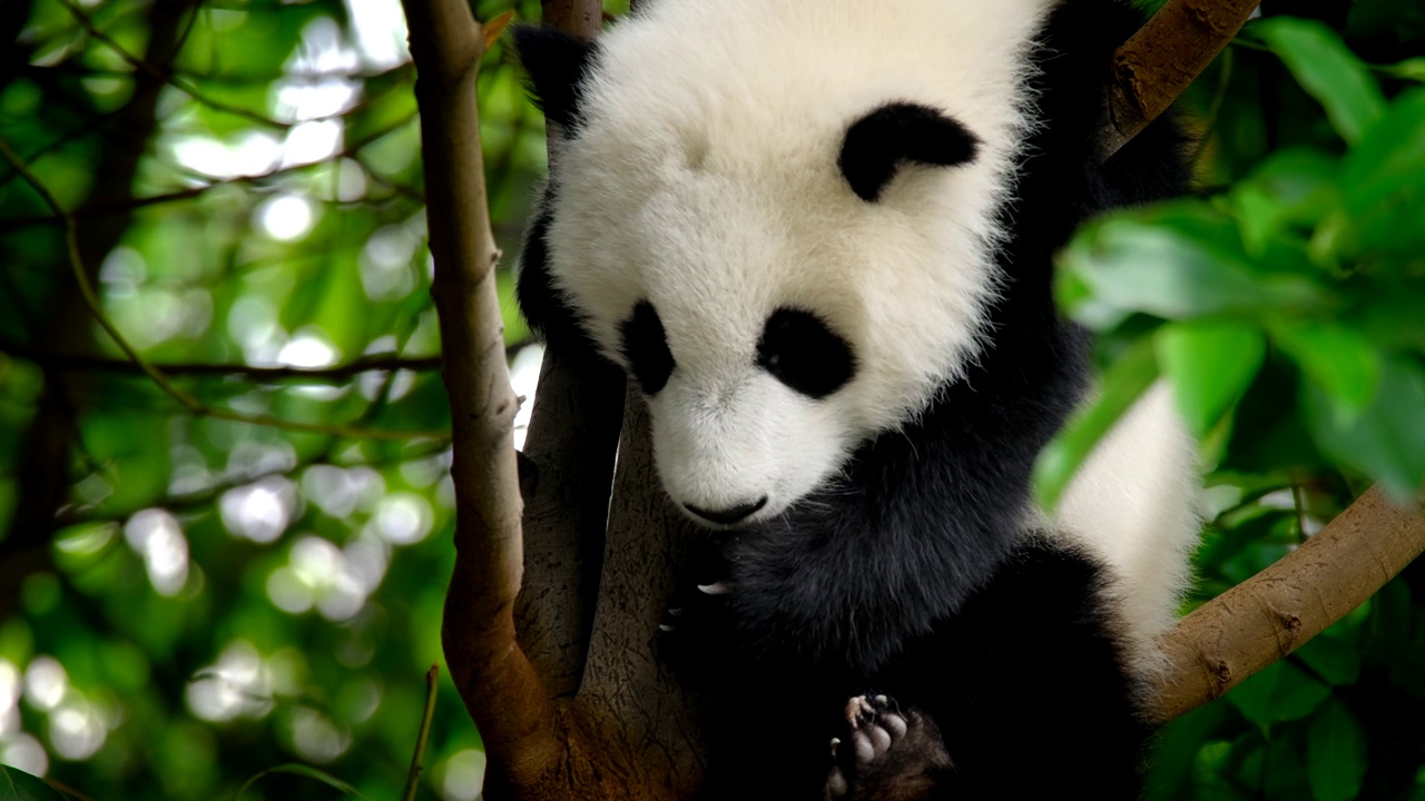 大熊猫幼崽在树上视频素材