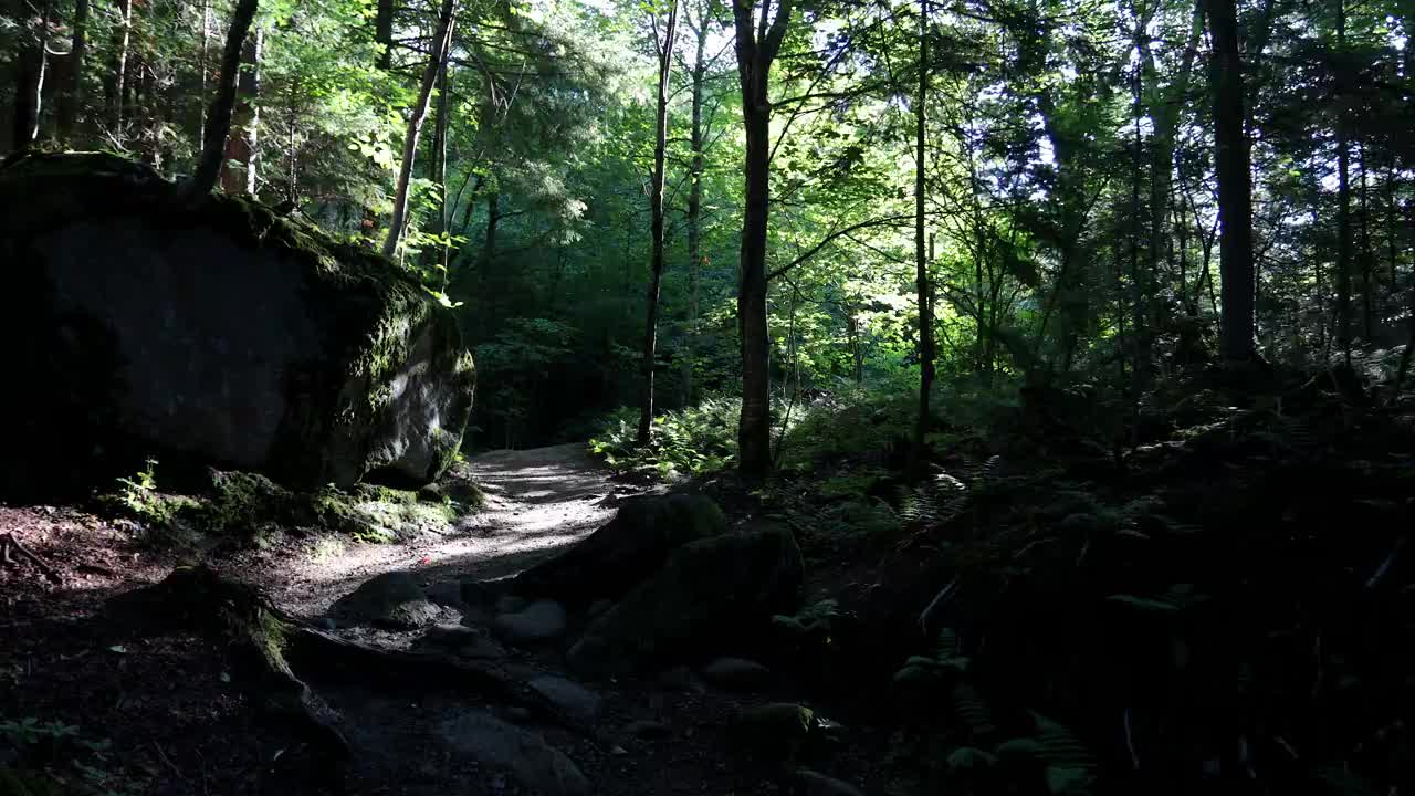 徒步旅行和探索森林的4K视频POV视频下载