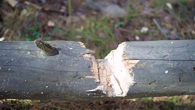 一堆被砍的木头，靠近点视频下载