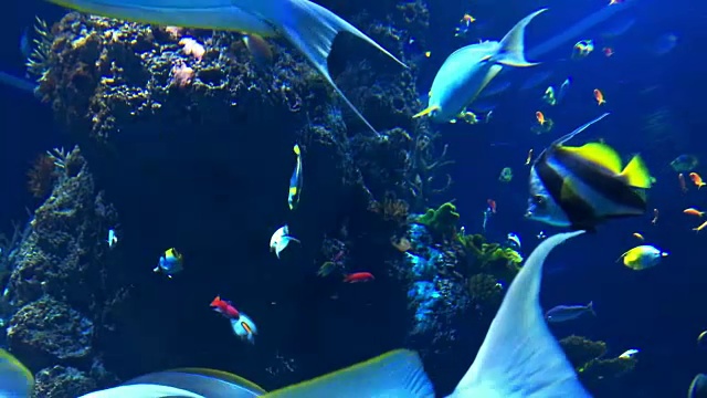 鱼缸里满是鱼视频素材