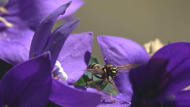 黄蜂虫飞在紫黄花乡野视频素材
