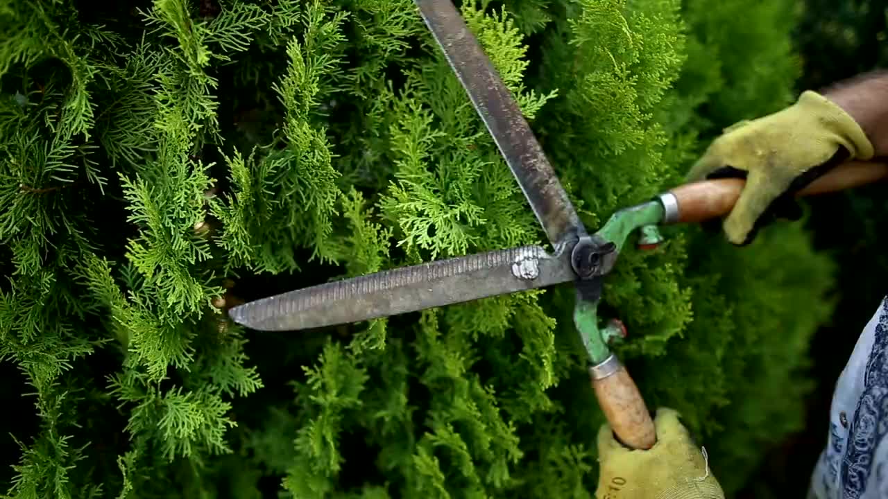 剪刀和修剪树木的男人的特写视频下载