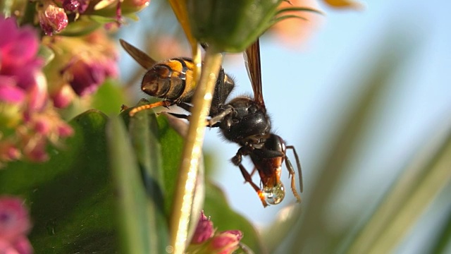 黄蜂有趣的昆虫玩滴在花上的水视频素材